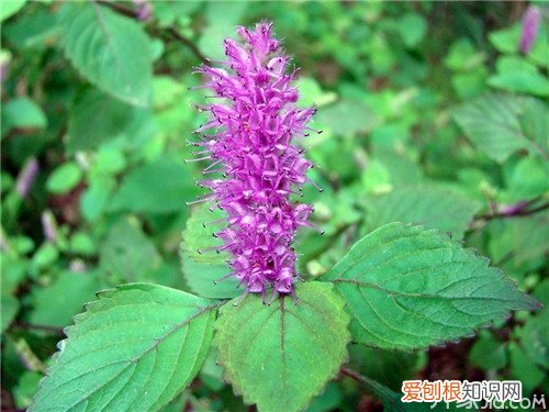 鱼香草种植方法鱼香草的功效