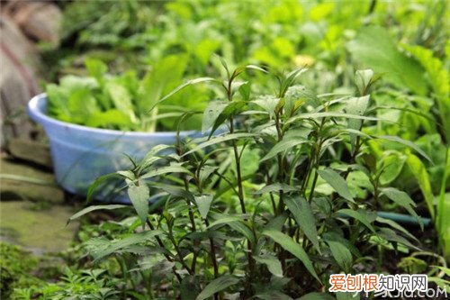 鱼香草种植方法鱼香草的功效