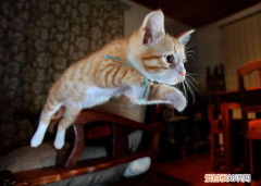 猫为什么可以四脚着地 猫为什么总能四脚着地