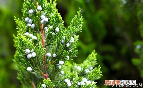 柏树叶泡酒步骤柏树叶的功效与作用