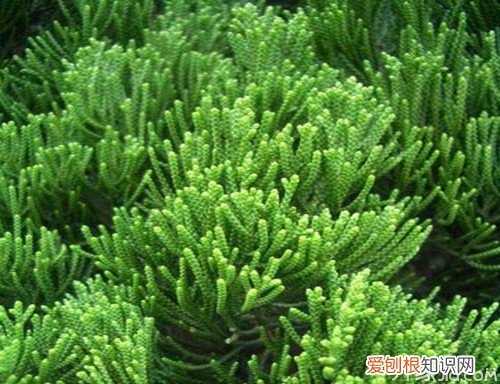 柏树叶泡酒步骤柏树叶的功效与作用