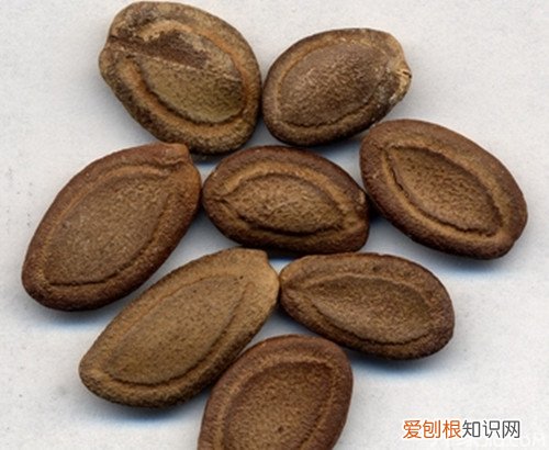 瓜蒌仁的功效与作用瓜蒌仁的食用禁忌