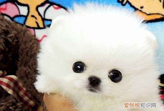 白色茶杯犬价格一般是多少 白色茶杯犬的价格