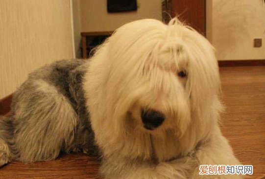 古牧幼犬价格大概多少 古牧幼犬的价格
