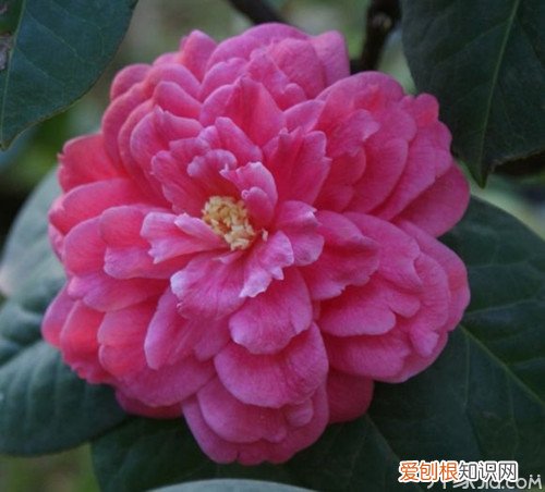 恨天高茶花恨天高茶花的栽培方式及注意事项