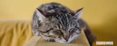 猫为什么会有胡子 猫为什么脸上长着一对胡须