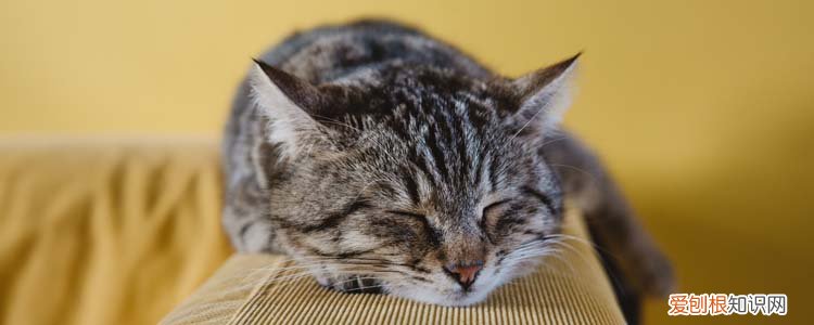 猫为什么会有胡子 猫为什么脸上长着一对胡须