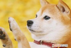 柴犬价格是多少钱 宠物级柴犬不超过4000元