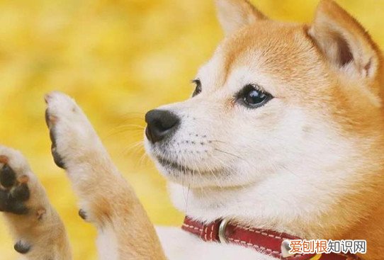 柴犬价格是多少钱 宠物级柴犬不超过4000元
