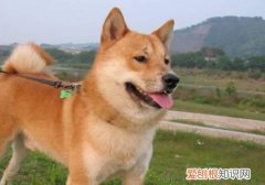 柴犬什么颜色贵 柴犬黄色比白色贵