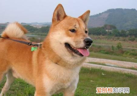 柴犬什么颜色贵 柴犬黄色比白色贵