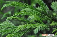 柏树叶的功效与作用柏树叶的药材鉴定