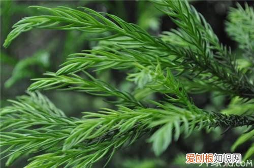 柏树叶的功效与作用柏树叶的药材鉴定