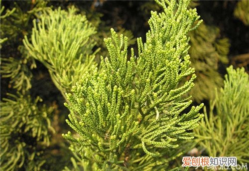 柏树叶的功效与作用柏树叶的药材鉴定