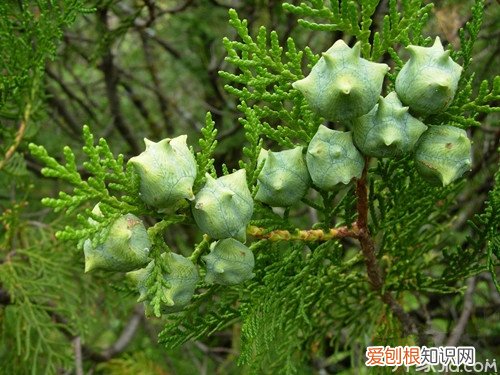柏树叶的功效与作用柏树叶的药材鉴定