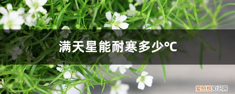 满天星适合什么季节养 满天星能耐寒多少℃,家庭养满天星注意事项