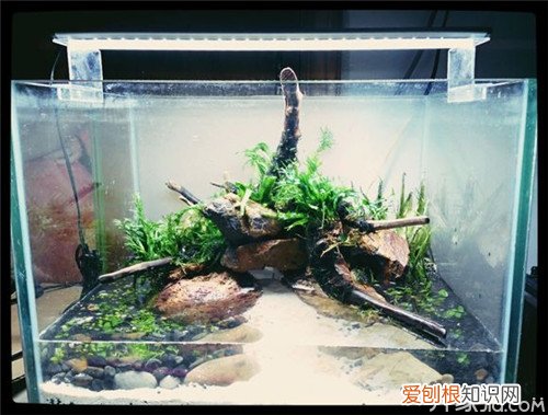 【学技巧】水草缸开缸步骤，水草缸开缸流程