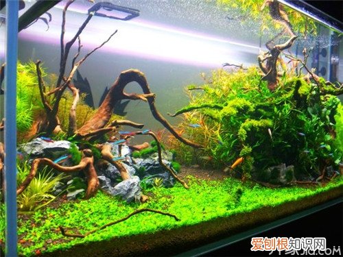 【学技巧】水草缸开缸步骤，水草缸开缸流程