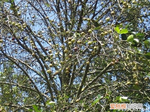 山竹树图片一起来认识一下山竹树吧