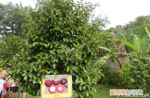 山竹树图片一起来认识一下山竹树吧