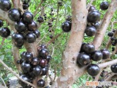 山竹树图片一起来认识一下山竹树吧