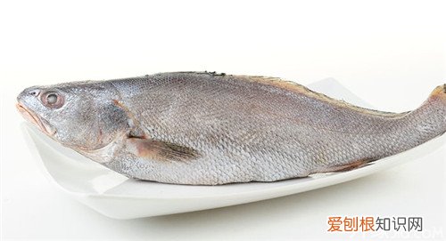 鮸鱼养殖技术必须到位