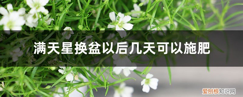 满天星换盆后花枯萎了 满天星换盆以后几天可以施肥，换盆后黄叶怎么办