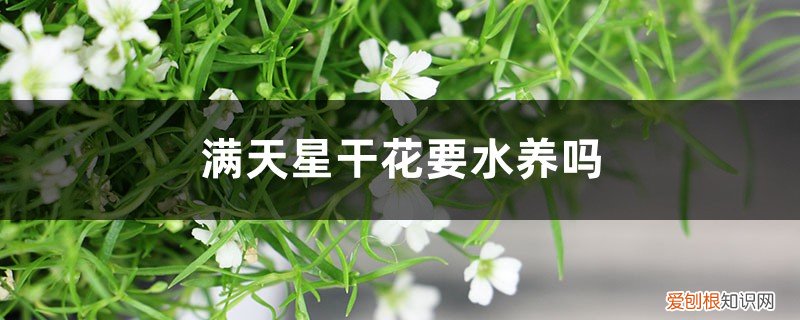 满天星干花能保存多久,买回来要水养吗 满天星干花要水养吗,水养能养多久