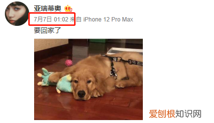 金毛siri事件网友评论 金毛Siri之死引发全网铲屎官愤怒：宠物的生命需要尊重！