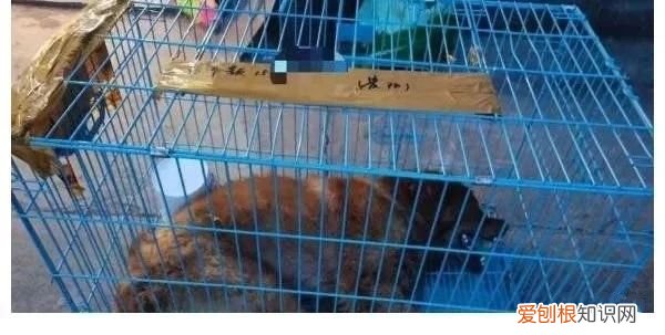 金毛siri事件网友评论 金毛Siri之死引发全网铲屎官愤怒：宠物的生命需要尊重！