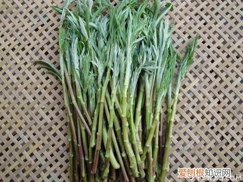 芦蒿和茼蒿的区别 芦蒿的营养价值