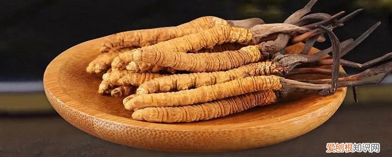 冬虫夏草的特点是什么 冬虫夏草有什么特点