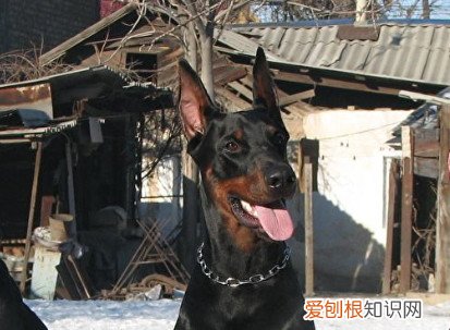 德国杜宾犬价格多少 德国杜宾犬价格1000~5500元