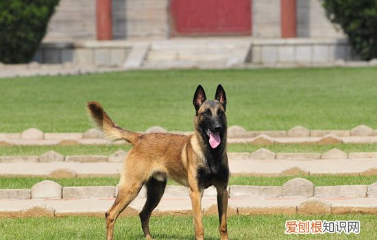 马犬的价格是多少 马犬价格在1200~4500元不等