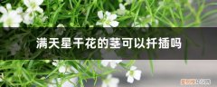 满天星能插扦吗 满天星干花的茎可以扦插吗，干花可以放卧室吗