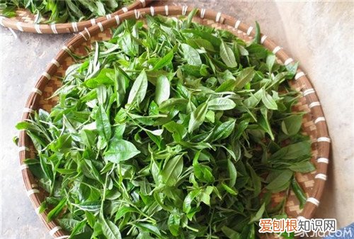 大叶茶价格大叶茶的功效