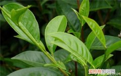 大叶茶价格大叶茶的功效