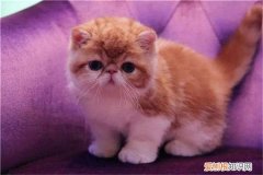 加菲猫为什么不咬人 加菲猫特别温柔