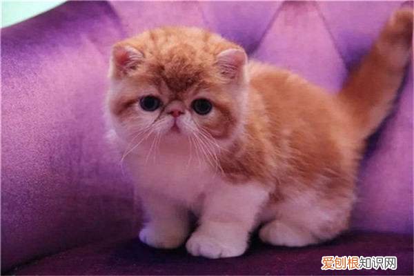加菲猫为什么不咬人 加菲猫特别温柔