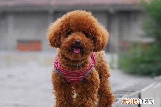 泰迪价格是多少一只 泰迪的价格800到一万不等