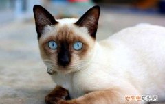 暹罗猫为什么冬天会糊 暹罗猫体内有酪氨酸酶