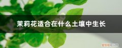 茉莉花适合什么样的土壤栽培 茉莉花适合在什么土壤中生长，茉莉花好养吗