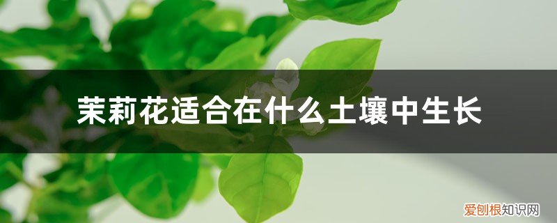 茉莉花适合什么样的土壤栽培 茉莉花适合在什么土壤中生长，茉莉花好养吗