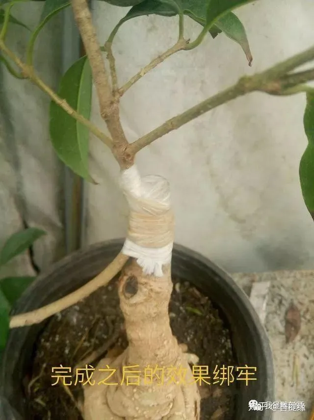盆景能活多久，花卉盆景的靠接对时间有要求吗？5分钟学会花卉盆景的靠接技术