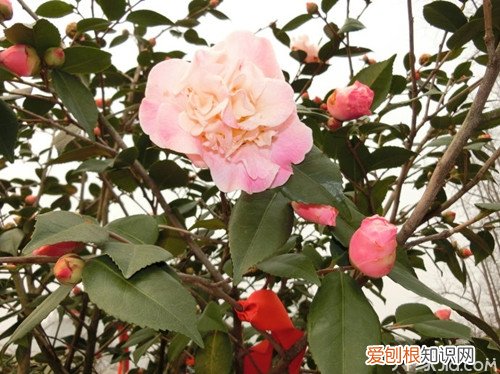 烈香茶花千里香茶花栽培知识