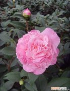 烈香茶花千里香茶花栽培知识