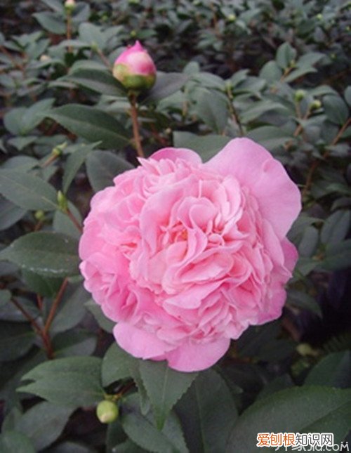 烈香茶花千里香茶花栽培知识