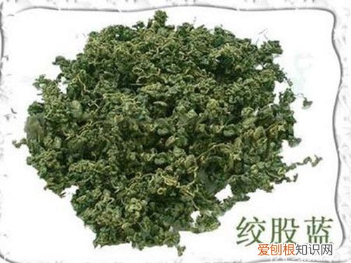 绞股蓝泡水喝伤胃?绞股蓝泡水喝的禁忌