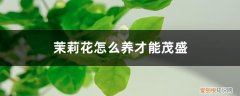 茉莉花怎么养开花多 茉莉花怎么养才能茂盛，茉莉花什么时候开花