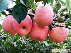 红富士苹果营养价值 喜欢吃苹果的看过来